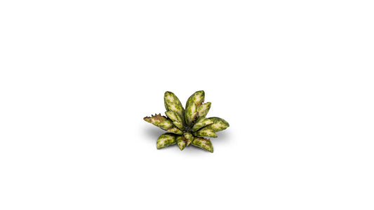 GamersGrass Laser Plants - Dumb Cane