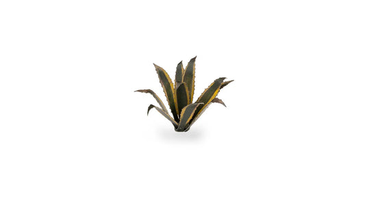 GamersGrass Laser Plants - Agave