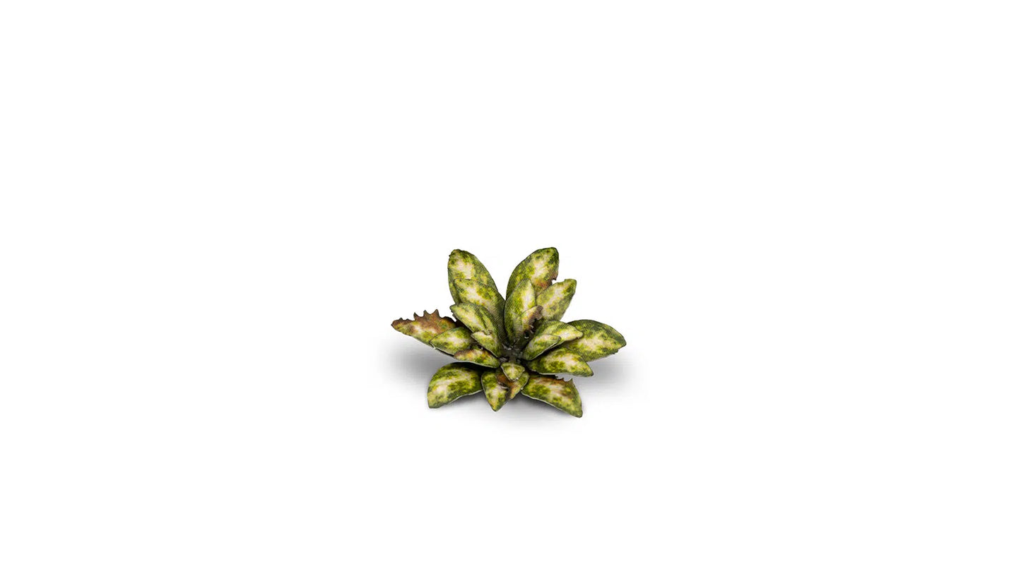 GamersGrass Laser Plants - Dumb Cane